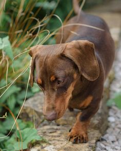 photograph of miniature dachshund from linda fox design