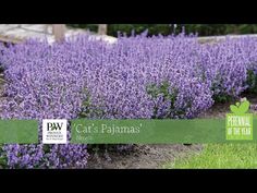 purple flowers are growing in the grass near some trees and bushes with green lettering that says cat's pajamas