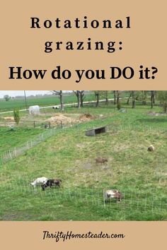 there are many animals in the field with text overlay that says, rottational grazing how do you do it?