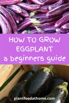 purple eggplant in crates with text overlay how to grow eggplant a beginner's guide