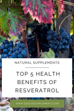 Discover Resveratrol's Power! 🍇✨   Explore the magic of resveratrol in promoting longevity, heart health, weight loss, cognitive function, and cancer prevention.   🌟Find out how this antioxidant in grapes, berries, and wine can transform your health journey. Learn easy ways to add it to your diet for a brighter, healthier future.   #Resveratrol #HealthBoost #AntiAging #HeartHealth #WeightManagement #BrainHealth Resveratrol Benefits, Natural Food Supplements, Aronia Berries, Defense Mechanism, Healthy Body Weight, Best Detox, Health Journey, Natural Supplements, Brain Health