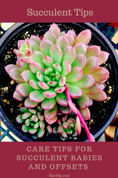 a potted plant with the words succulent tips care tips for succulent babies and offsets