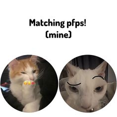 two cats with faces drawn on them and the words matching ppps mine