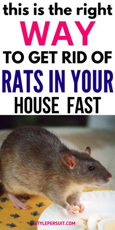 a rat sitting on top of a table with text overlay that reads, this is the right way to get rid of rats in your house fast