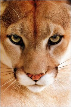 a close up view of a mountain lion's face