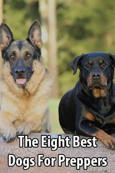 two dogs sitting next to each other with the words 8 best dogs for preppers