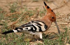 a bird standing in the grass with it's beak open