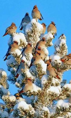 a flock of birds sitting on top of a snow covered pine tree