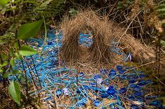 . Bird Reference, Bower Bird, Funny Birds, Bird Nest, Land Art, Birds Of Paradise, Birdhouse, Bird Feathers, Bird Houses