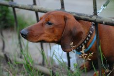 a brown dog standing next to a fence on top of green grass and dirt covered ground