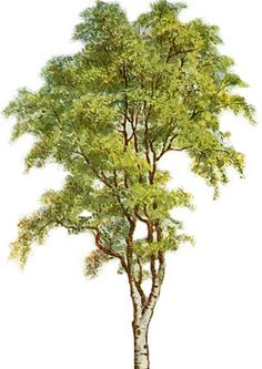 a drawing of a tree with green leaves on the top and bottom branches, against a white background