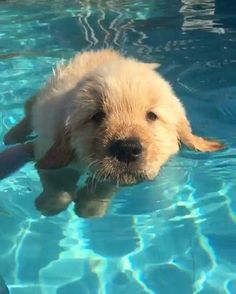 he loves going in pools!<3 A Puppy, Pool, Dogs, Water