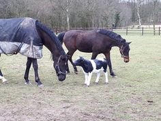 two horses and a baby horse are standing in the grass with a blanket over their heads