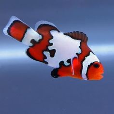 an orange and white clown fish floating on top of the ocean water in front of a blue sky