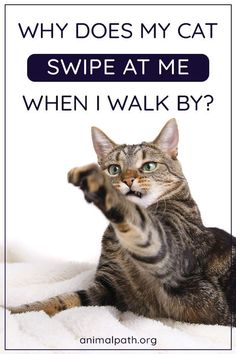 a cat that is sitting down with its paw up and the caption says why does my cat swipe at me when i walk by?