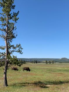 three buffalo grazing in an open field under a blue sky with mountains in the background