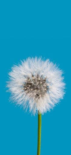 a dandelion in front of a blue sky