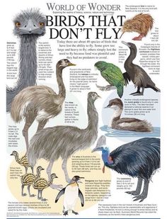 birds that don't fly are shown in this poster, which includes an ostrich and other birds