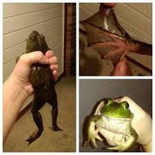 the frog is being held up by someone's hand