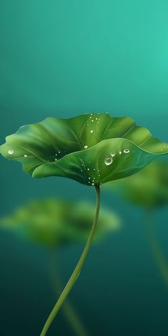 a green leaf with drops of water on it's surface, in front of blue background