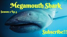 a large shark swimming under water with the caption megamooth shark season 2 episode 3 subs