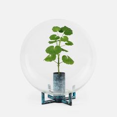 a small plant in a glass vase on a stand