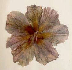 a dried flower on a white background