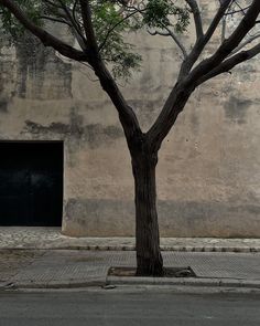 a tree on the side of a building next to a street with an open door