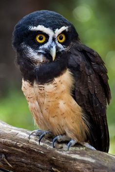 a black and white owl sitting on top of a tree branch with its eyes wide open