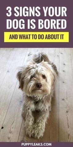 a small dog sitting on top of a wooden floor with the words 3 signs your dog is bored and what to do about it