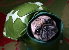 a pug dog wearing a green hoodie looking up at the camera with its eyes wide open