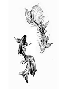 two black and white drawings of goldfish