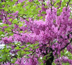 purple flowers blooming on the branches of a tree