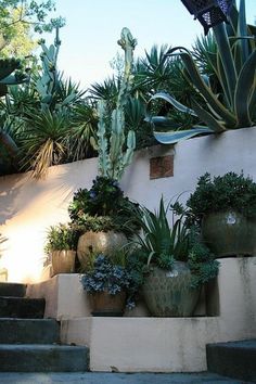 several plants are growing on the side of a wall with steps leading up to them