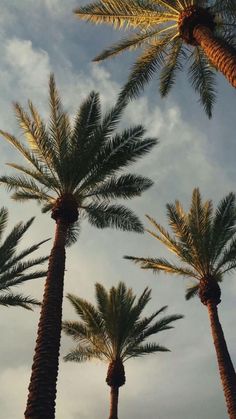 three palm trees reaching up into the sky