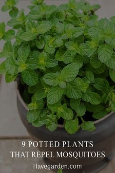 a potted plant with the words 9 potted plants that repel mosquitoes