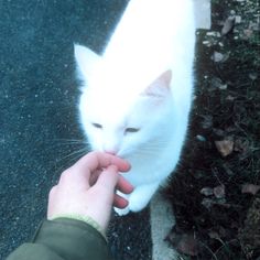 a person feeding a white cat something out of their hand while standing on the ground