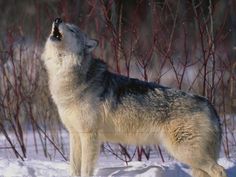 a wolf standing in the snow with its mouth open