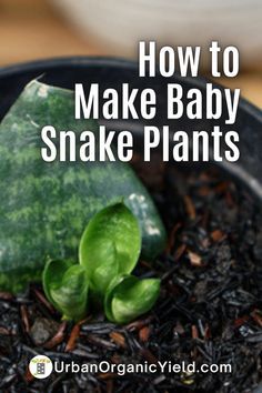 how to make baby snake plants in a pot with text overlay that reads, how to make baby snake plants