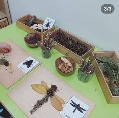 a table topped with lots of different types of bugs and insects in wooden trays