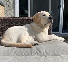 a large white dog laying on top of a gray couch next to a window in a house