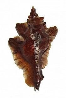 a dried sea horse tail on a white background