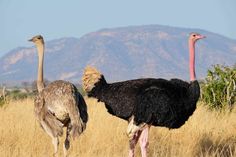 two ostriches are standing in the tall grass