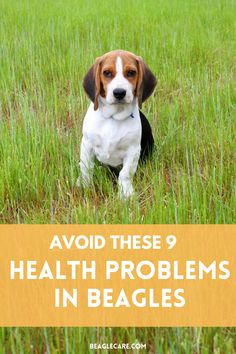 a brown and white dog sitting in tall grass with the words avoid these 9 health problems in beagles