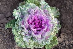 an overhead view of a purple and green cabbage in the ground with dirt behind it