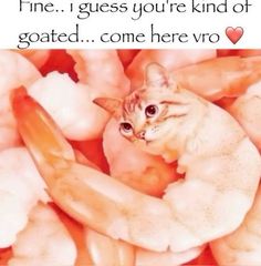 a cat sitting in a pile of shrimp with caption that reads, fine i guess you're kind of goatied come here vro