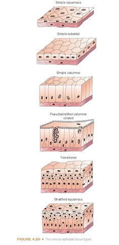 four different layers of the skin are labeled in this diagram, and each layer is labeled with