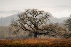 via https://www.jucktion.com/f/nature/oregon-white-oak-william-l-finley-national-wildlife-refuge-or-4474×2983/