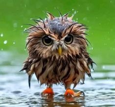 an owl is standing in the water with its eyes open