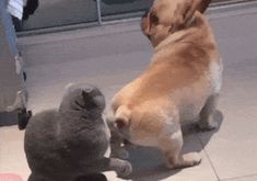 two cats and a dog playing together on the sidewalk